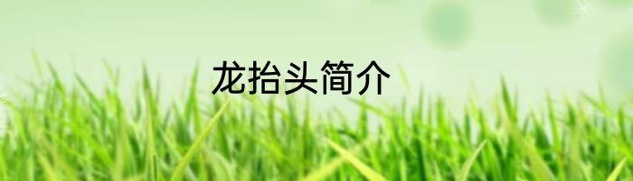 龙抬头简介
