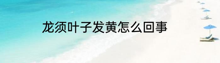 龙须叶子发黄怎么回事
