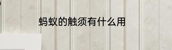 蚂蚁的触须有什么用