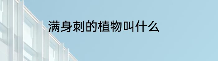 满身刺的植物叫什么