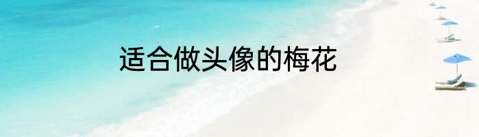 适合做头像的梅花