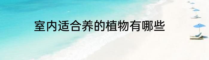 室内适合养的植物有哪些