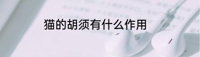 猫的胡须有什么作用