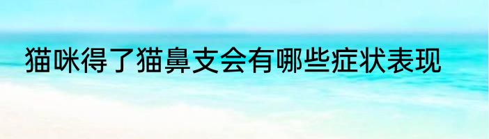 猫咪得了猫鼻支会有哪些症状表现