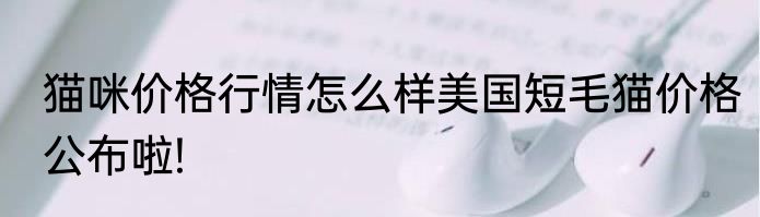 猫咪价格行情怎么样美国短毛猫价格公布啦!