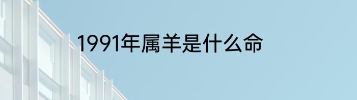 1991年属羊是什么命