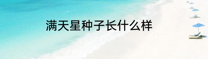 满天星种子长什么样
