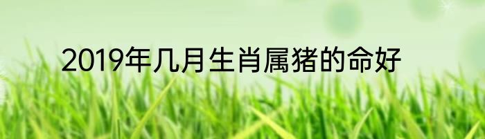 2019年几月生肖属猪的命好