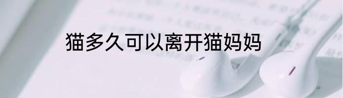 猫多久可以离开猫妈妈