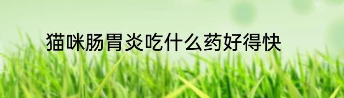 猫咪肠胃炎吃什么药好得快