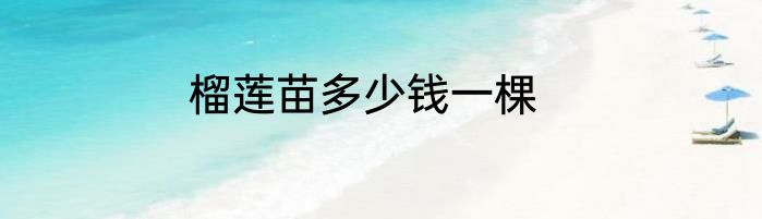 榴莲苗多少钱一棵