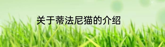 关于蒂法尼猫的介绍