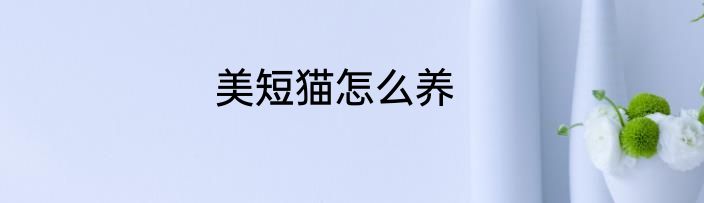 美短猫怎么养