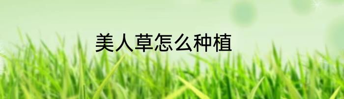 美人草怎么种植