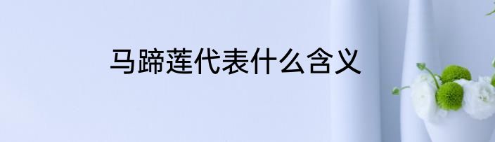 马蹄莲代表什么含义