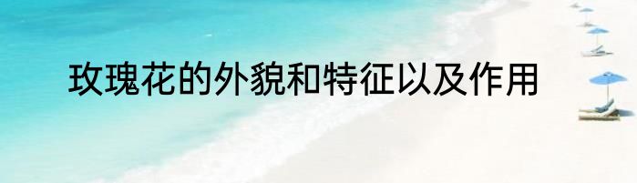 玫瑰花的外貌和特征以及作用