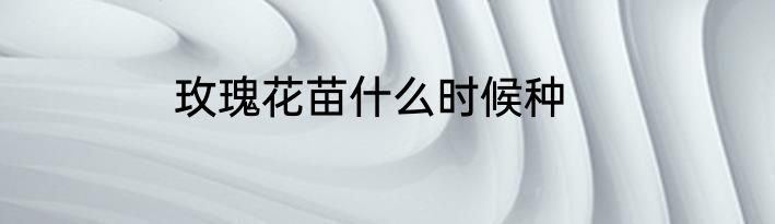 玫瑰花苗什么时候种