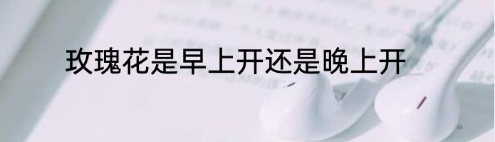 玫瑰花是早上开还是晚上开