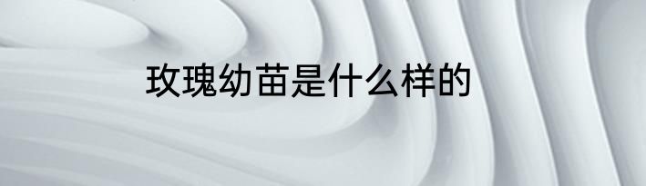 玫瑰幼苗是什么样的