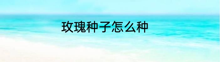 玫瑰种子怎么种