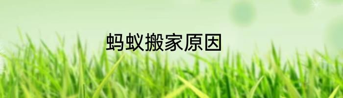 蚂蚁搬家原因