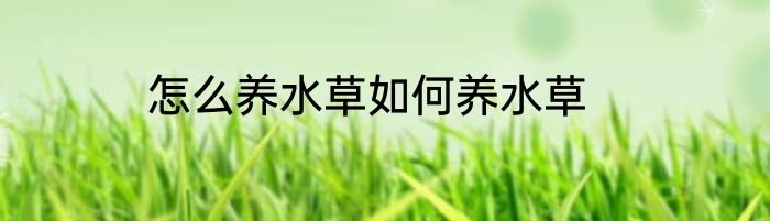 怎么养水草如何养水草