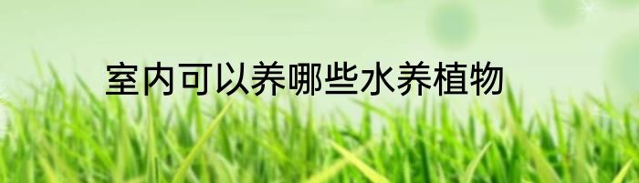 室内可以养哪些水养植物