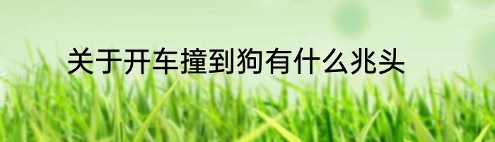 关于开车撞到狗有什么兆头