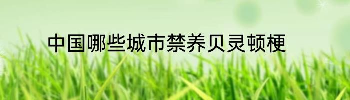 中国哪些城市禁养贝灵顿梗