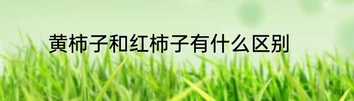 黄柿子和红柿子有什么区别