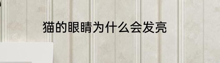 猫的眼睛为什么会发亮