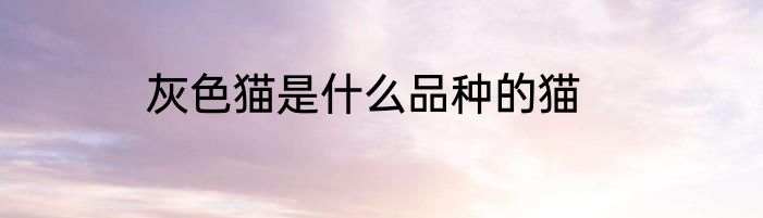 灰色猫是什么品种的猫