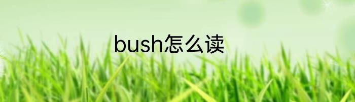 bush怎么读