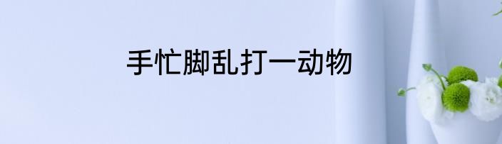 手忙脚乱打一动物