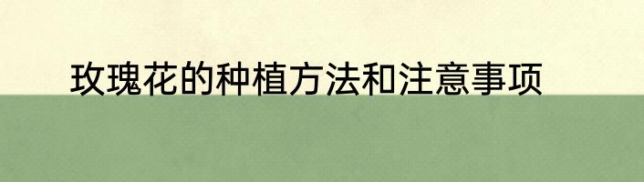 玫瑰花的种植方法和注意事项