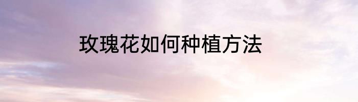 玫瑰花如何种植方法