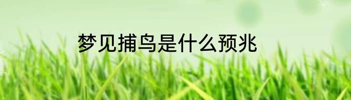 梦见捕鸟是什么预兆