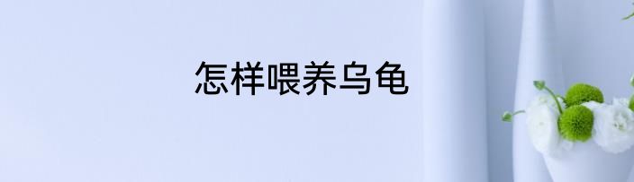 怎样喂养乌龟