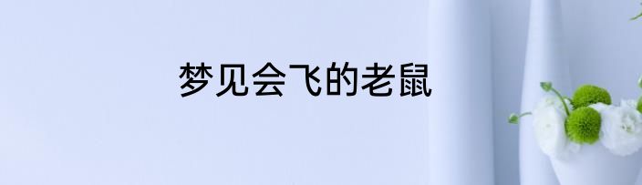 梦见会飞的老鼠