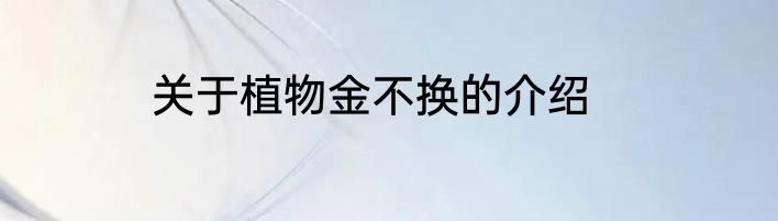 关于植物金不换的介绍