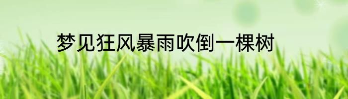 梦见狂风暴雨吹倒一棵树