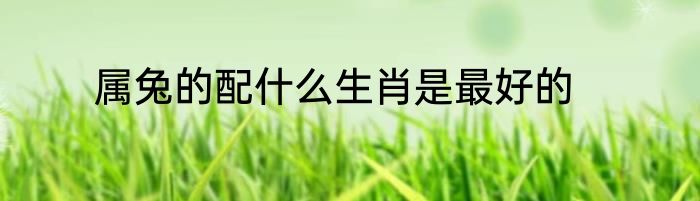 属兔的配什么生肖是最好的