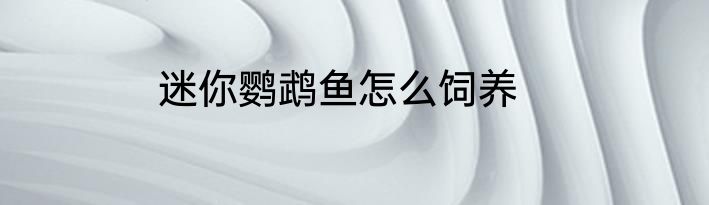 迷你鹦鹉鱼怎么饲养