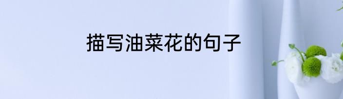描写油菜花的句子