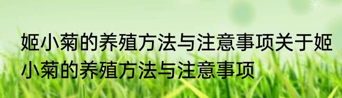 姬小菊的养殖方法与注意事项关于姬小菊的养殖方法与注意事项
