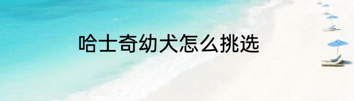 哈士奇幼犬怎么挑选