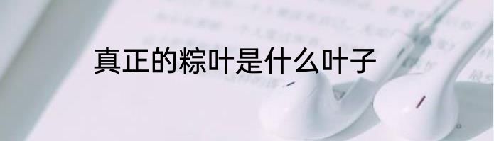 真正的粽叶是什么叶子