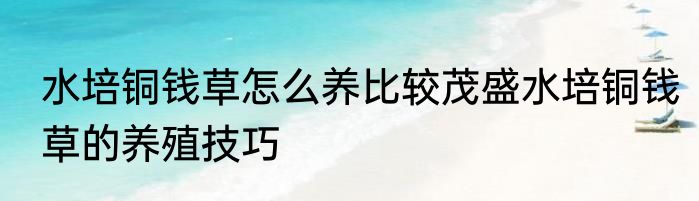 水培铜钱草怎么养比较茂盛水培铜钱草的养殖技巧