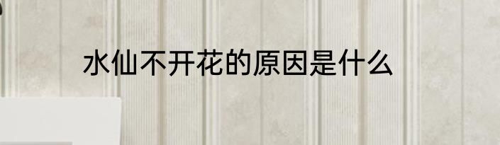 水仙不开花的原因是什么