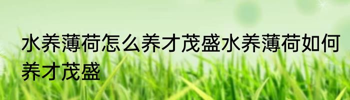 水养薄荷怎么养才茂盛水养薄荷如何养才茂盛